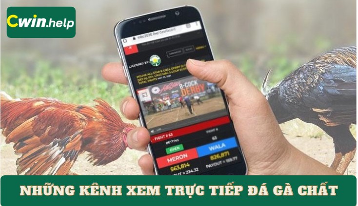 Góc nhìn dân chơi: Vì sao trực tiếp đá gà lại hút hơn cả bóng đá? Những kênh xem trực tiếp đá gà chất như nước cất