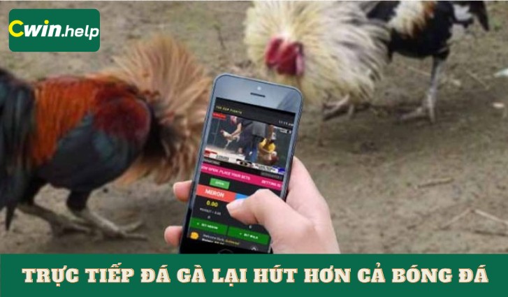 Vì sao trực tiếp đá gà lại hút hơn cả bóng đá?